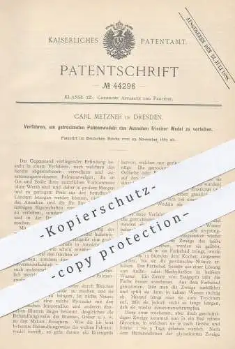 original Patent - Carl Metzner , Dresden , 1887 , getrocknete Palmenwedel auffrischen | Clycerin , Pflanzen , Palme !!!