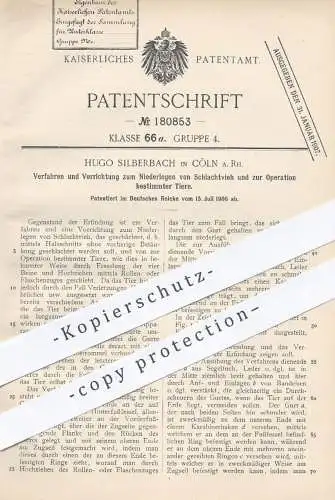 original Patent - Hugo Silberbach , Köln , 1906 , Niederlegen von Schlachtvieh | Schlachter , Tierarzt , Tierzucht !!!