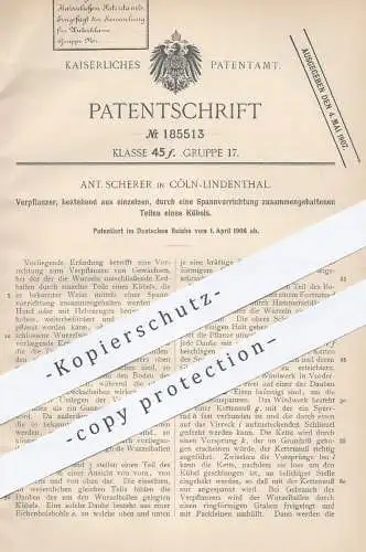 original Patent - A. Scherer , Köln Lindenthal , 1906 , Verpflanzen von Gewächsen , Pflanzen | Gärtner , Garten , Bäume