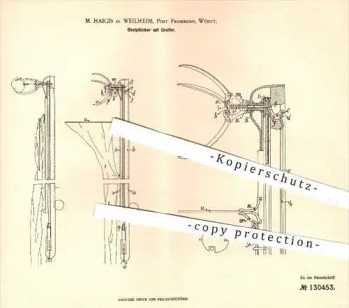 original Patent - M. Haigis , Weilheim , Post Frommern 1901 , Obstpflücker mit Greifer , Obst , Ernte , Ernten , Gärtner