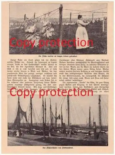 original Zeitungsbericht - 1911 -  Die Finkenwärder Fischer , Hamburg - Finkenwerder , Fischerei , Hochseefischen !!!