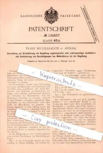 Original Patent  - Franz Hüttenrauch in Apolda , 1902 ,  Begattung von Zuchttieren , Tierzucht , Landwirtschaft !!!