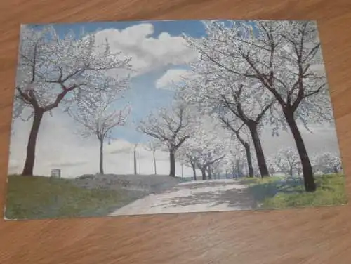 alte AK - Braunschweig , 1909 , Straße und Kirschbäume , Ansichtskarte !!