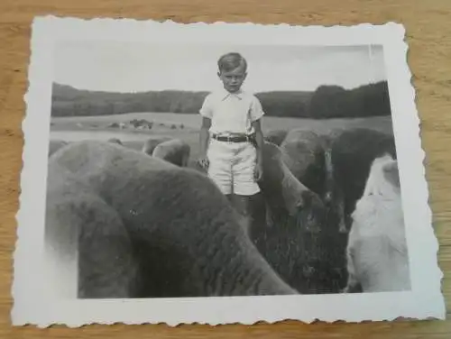 15 alte Fotos - Weitendorf i. Mecklenburg , 1937, Pferde , Gutshaus , Bauernhof , See , bei Brüel , Sternberg und Bützow