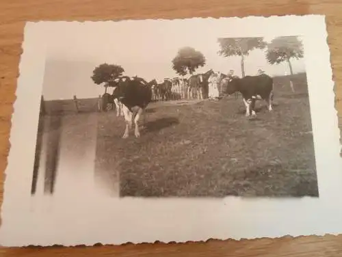 15 alte Fotos - Weitendorf i. Mecklenburg , 1937, Pferde , Gutshaus , Bauernhof , See , bei Brüel , Sternberg und Bützow