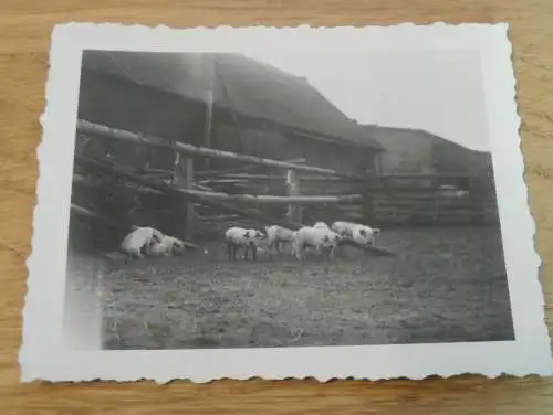 15 alte Fotos - Weitendorf i. Mecklenburg , 1937, Pferde , Gutshaus , Bauernhof , See , bei Brüel , Sternberg und Bützow