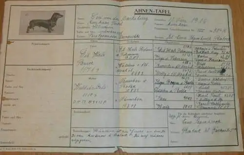 Ahnentafel - Ceci von der Dachsburg in Rostock , 1916, Urkunde , Hundezucht , Hunde Zucht , Teckel , Dackel , Papenbrock