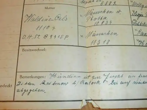 Ahnentafel - Ceci von der Dachsburg in Rostock , 1916, Urkunde , Hundezucht , Hunde Zucht , Teckel , Dackel , Papenbrock