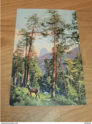 alte AK -  Bastei , Wald , Rehe ca. 1910 , Basteifelsen , Wehlen , Ansichtskarte !!