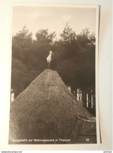 Thiessow a. Rügen , 1936 , Storch , Reethaus , Reetdach , Mecklenburg , AK , Ansichtskarte !