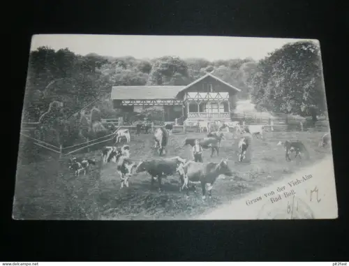Bad Boll b. Göppingen , 1907 , Vieh-Alm , alte Ansichtskarte , AK , CPA !!