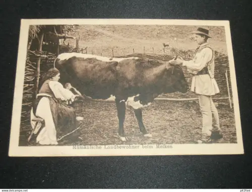 Rumänische Landbewohner beim Melken , Rumänien , 1917 , Romania , Bauern , Kuh , Bukowatz , Ansichtskarte , AK , CPA !