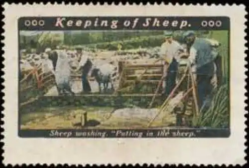 Keeping of Sheep