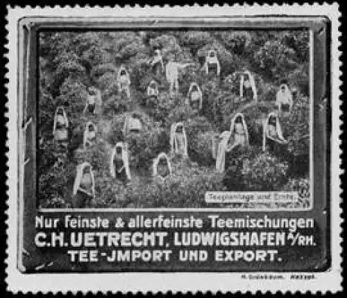 Teeplantage und Ernte