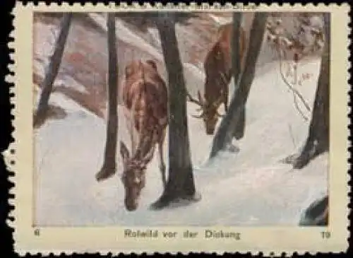 Rotwild vor der Deckung