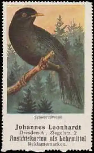 Schwarzdrossel