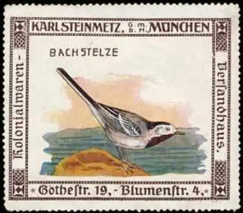 Bachstelze