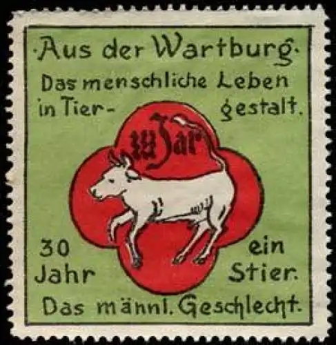 30 Jahr ein Stier
