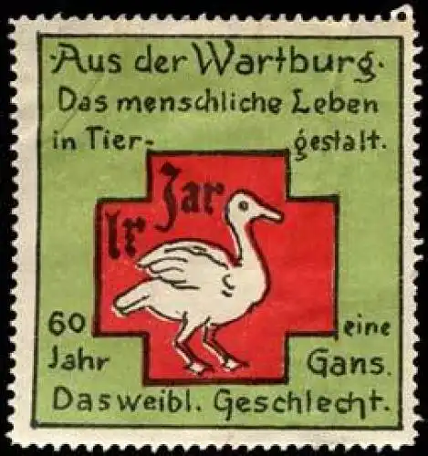 60 Jahr eine Gans