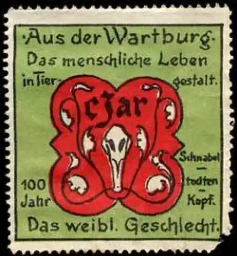 100 Jahr Schnabeltodtenkopf