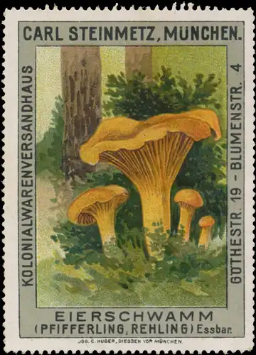 Eierschwamm - Pfifferling