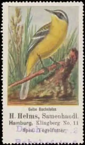 Gelbe Bachstelze