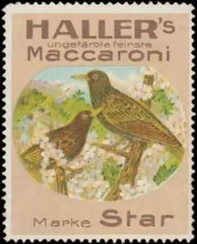 Star Makkaroni