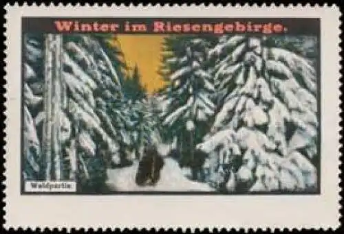 Waldpartie-Schlesien