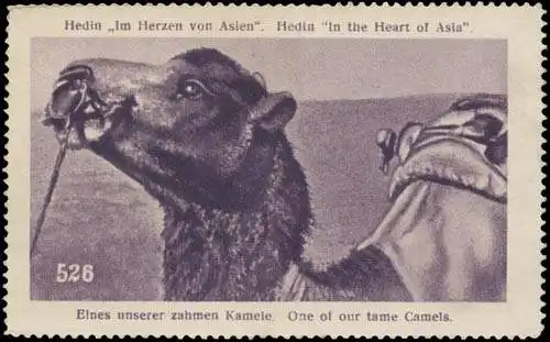 Eines unserer zahmen Kamele