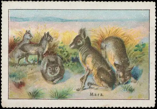 Mara Hase