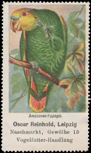 Amazonen-Papagei