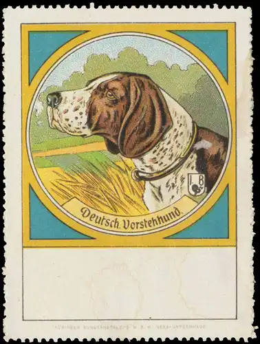 Deutscher Vorstehhund