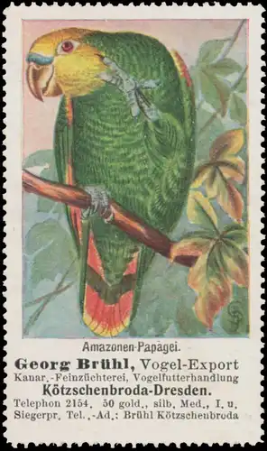 Amazonen Papagei