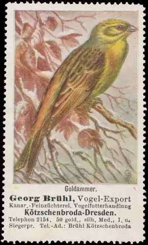 Goldammer