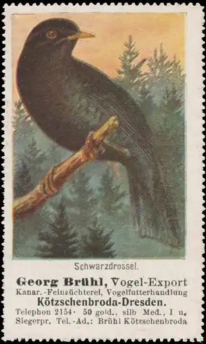 Schwarzdrossel