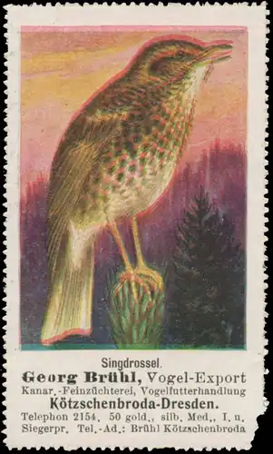 Singdrossel