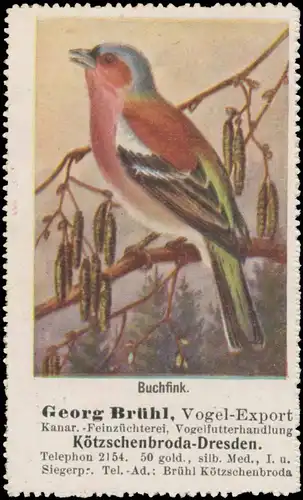 Buchfink