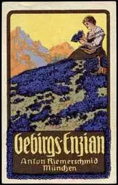 Gebirgs-Enzian
