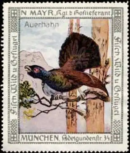 Auerhahn