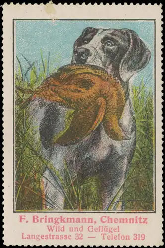 Hund auf der Jagd