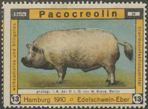 Edelschwein-Eber