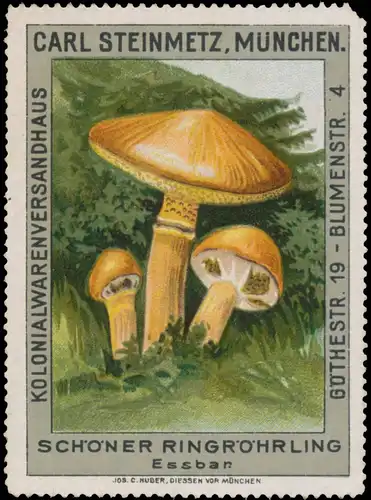 SchÃ¶ner RingrÃ¶hrling