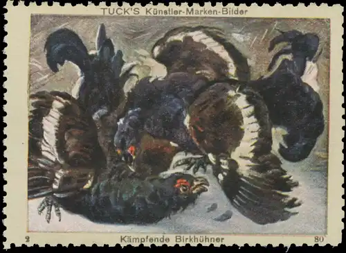 KÃ¤mpfende BirkhÃ¼hner