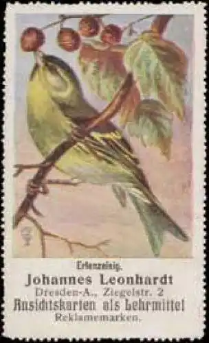 Erlenzeisig