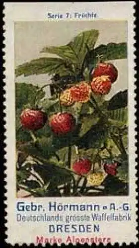 FrÃ¼chte - Erdbeeren