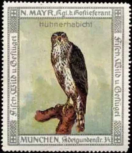 Raubvogel HÃ¼hnerhabicht