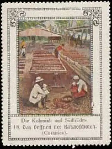 Das Ãffnen der Kakaoschoten