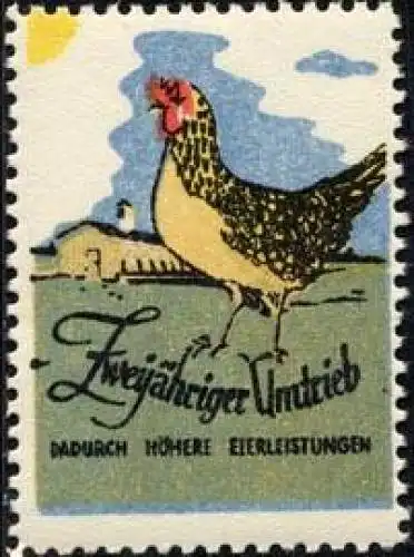 Hühner Mast zweijähriger Umtrieb