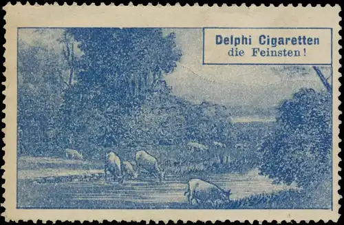 KÃ¼he auf der Weide