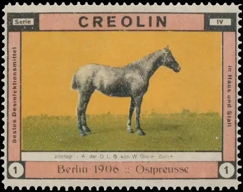 Pferd Ostpreusse
